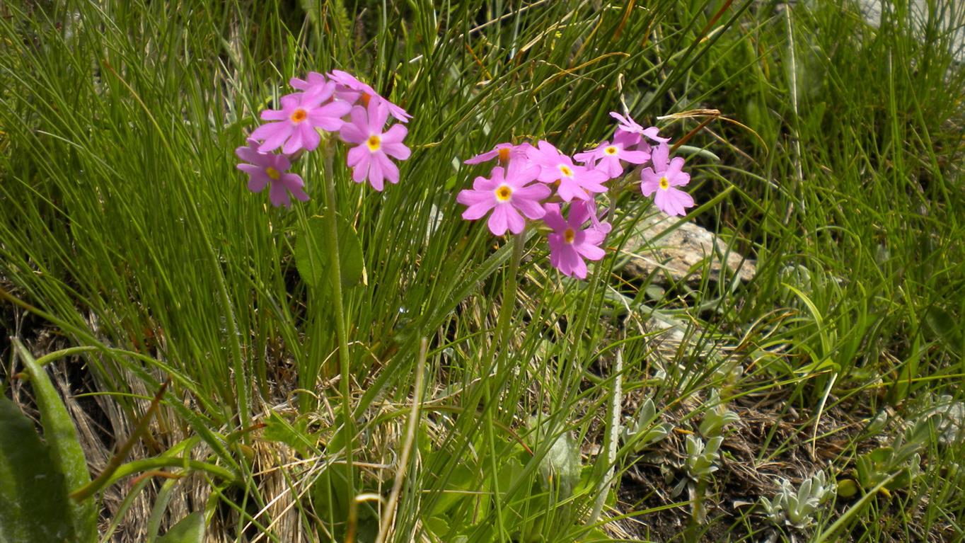 Val d''Aosta 01 - Primula cfr.farinosa